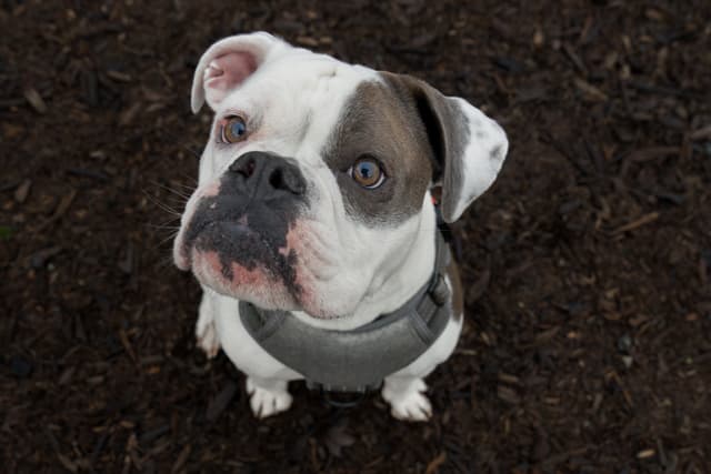 A bulldog with a white and gray coat wearing a harness, looking up with a curious expression against a dark background