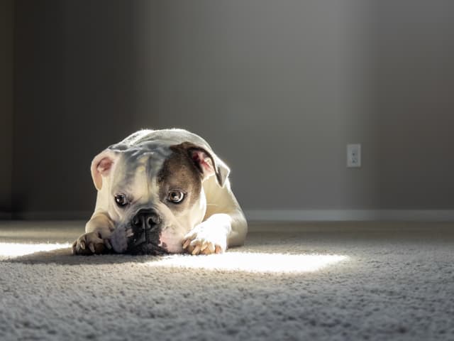 A bulldog lying on a carpet in a sunlit room, looking directly at the camera