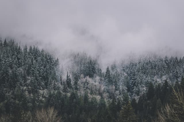 A misty forested mountain with snow-dusted trees under a cloudy sky