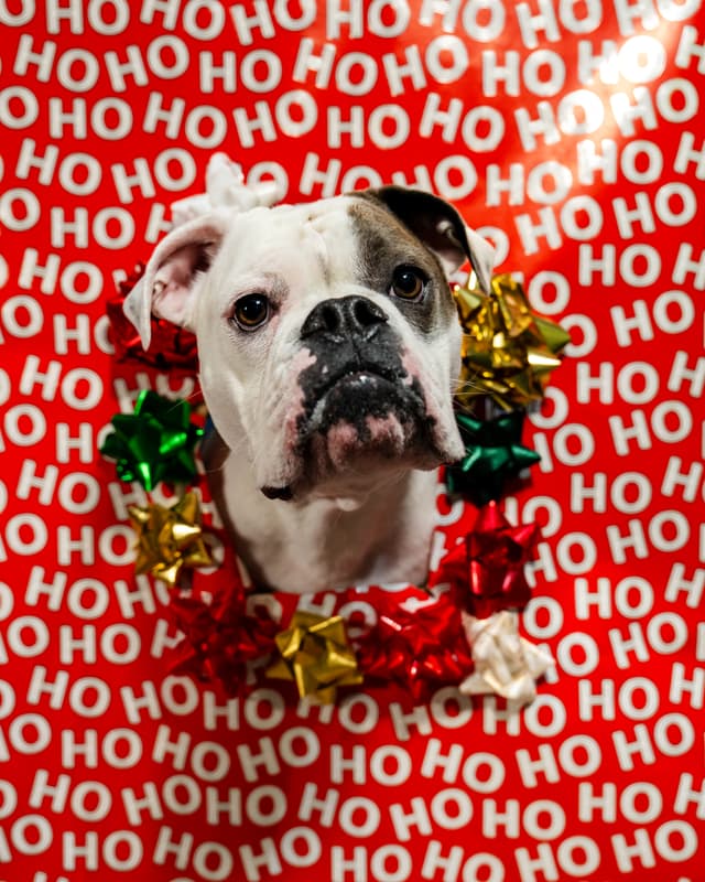 A bulldog adorned with holiday bows and surrounded by a red 'HO HO HO' backdrop