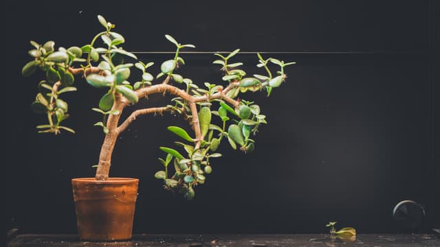 A solitary bonsai plant in a clay pot against a dark background, highlighting its intricate branches and green leaves
