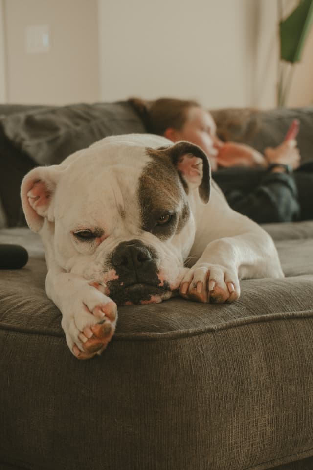 A bulldog resting on a couch with a person in the background using a smartphone