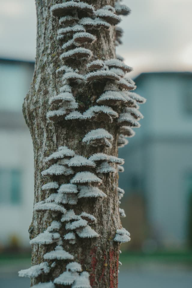 Tree trunk adorned with white fungi clusters outdoors