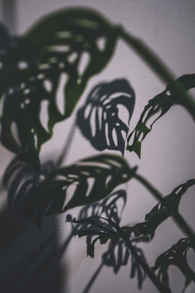 A Monstera Esqueleto with large, perforated leaves casting intricate shadows on a wall
