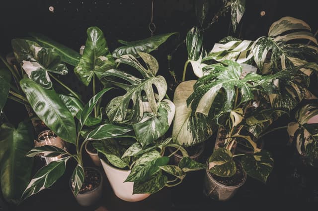 Several potted plants with large, green leaves featuring white variegation, arranged closely together against a dark background