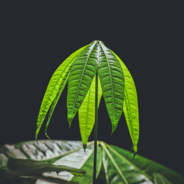 A cluster of vibrant green leaves against a dark background, with light highlighting their texture and veins