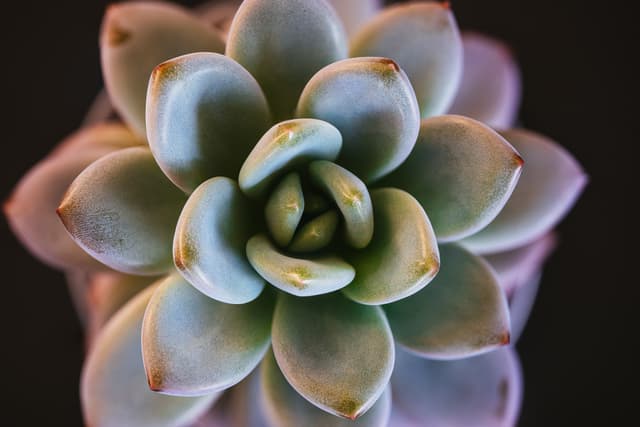 A close-up of a succulent plant with fleshy, overlapping leaves in a rosette pattern, set against a dark background