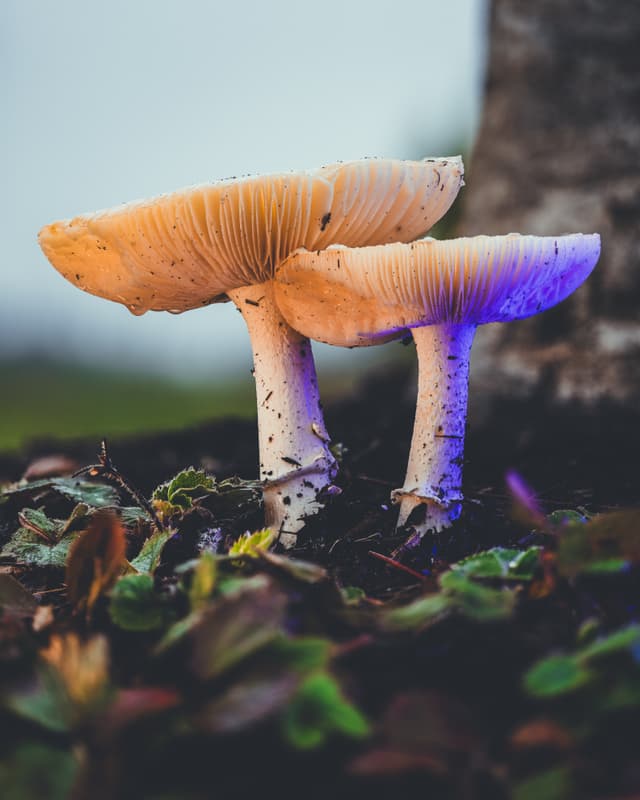 Two mushrooms with a glowing bioluminescent effect amidst forest foliage