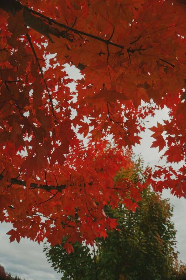 Red autumn leaves covering the sky
