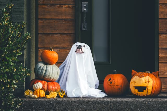 A dog dressed as a ghost with a white sheet, surrounded by carved pumpkins and small gourds on a porch