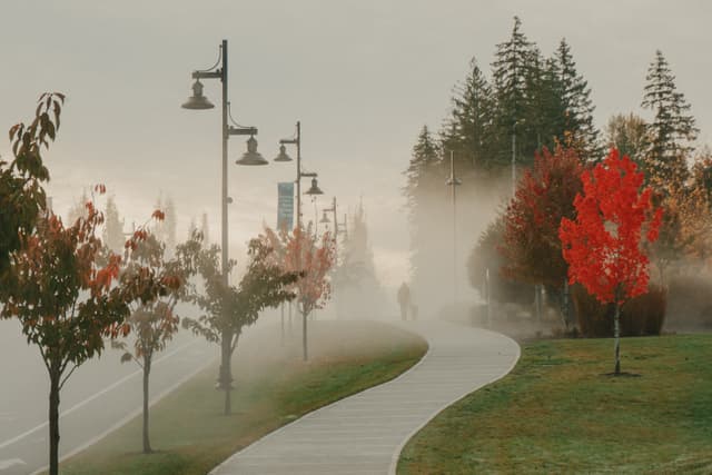 Foggy path lined with autumn trees and streetlights