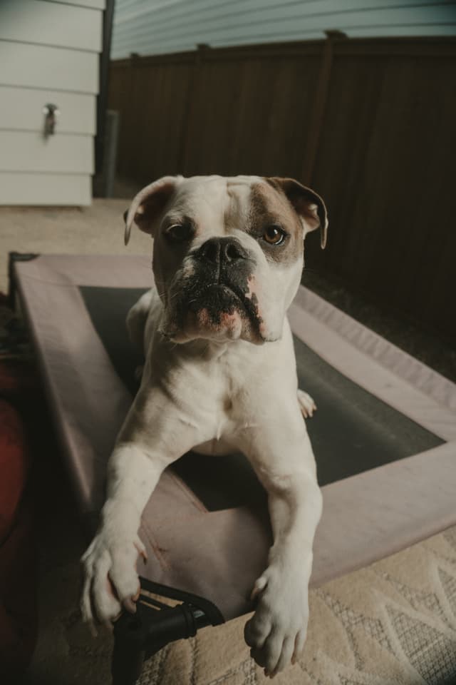 A white and brown dog is lying on a raised pet bed outdoors, looking directly at the camera