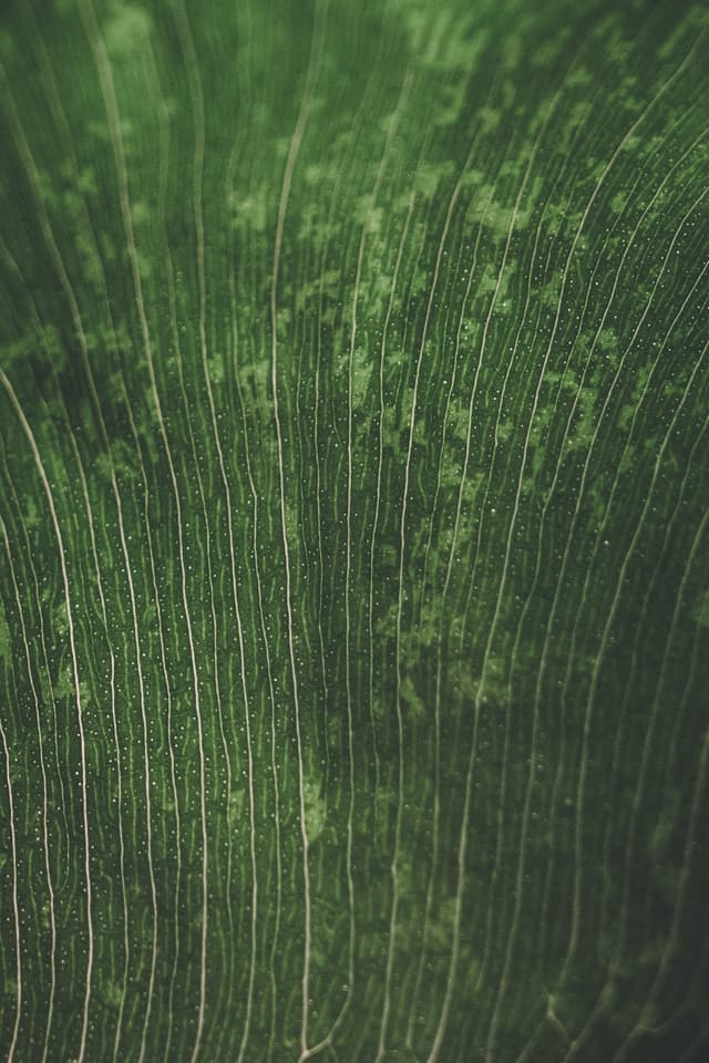 A close-up of a green leaf with visible veins and a textured surface