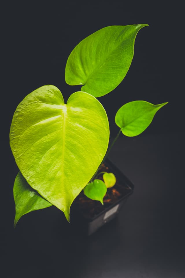A monstera lemon lime plant with large, vibrant green leaves against a dark background
