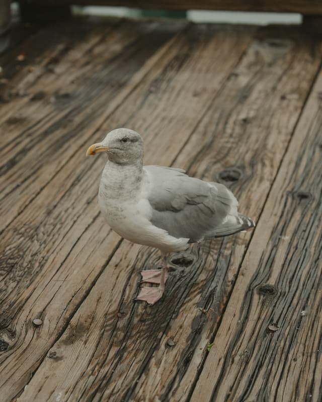 A seagull standing on a weathered wooden deck