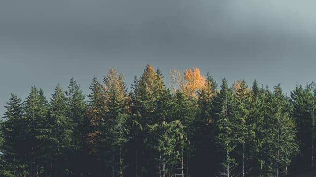 A single golden tree stands out among a dark green forest, under an overcast sky