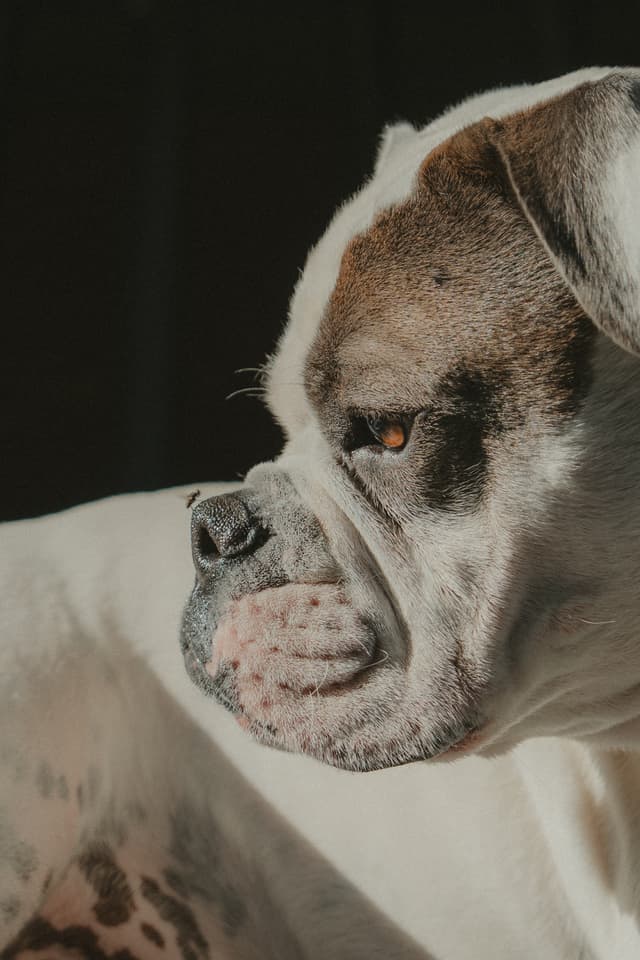 A close-up of a bulldog with brown and white markings, looking to the side