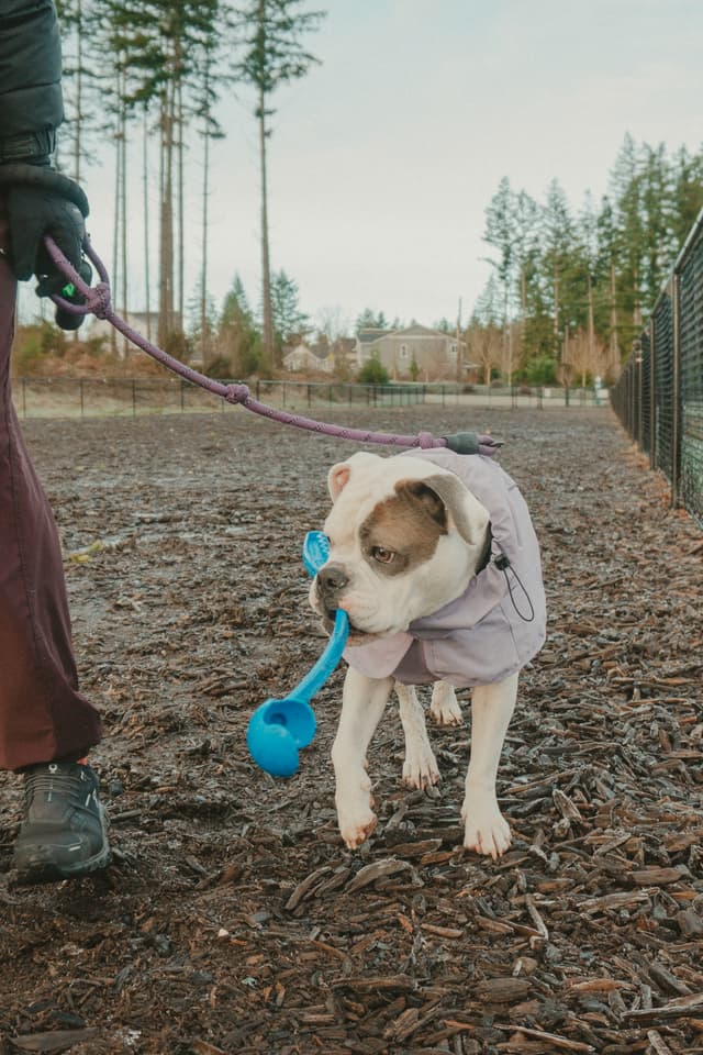 white and tan dog in a coat on leash carrying a blue toy while walking with owner along a bark-covered path near a fenced park and tall trees