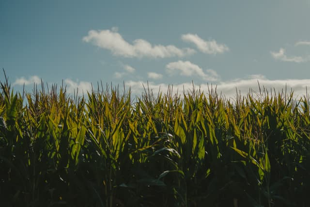 Tall corn plants under a blue sky with scattered clouds