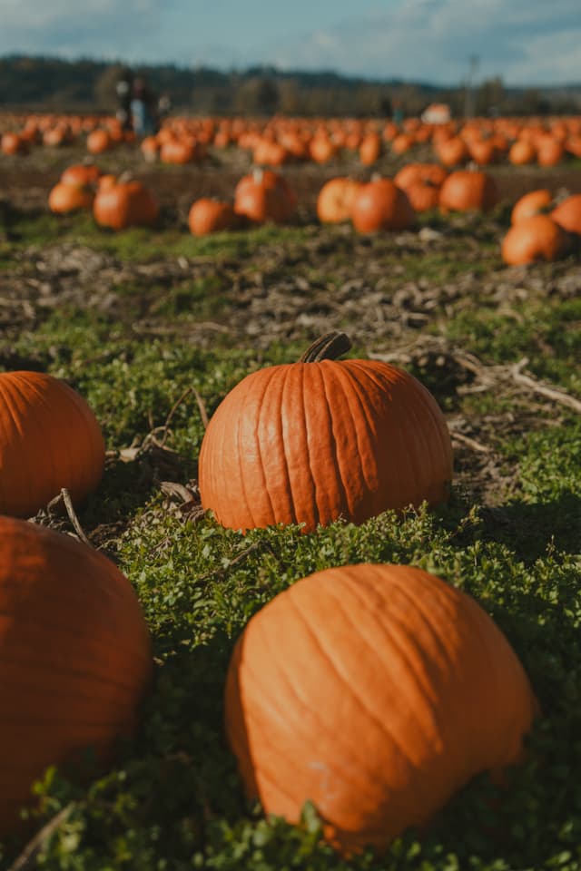 Pumpkins scattered across a grassy field