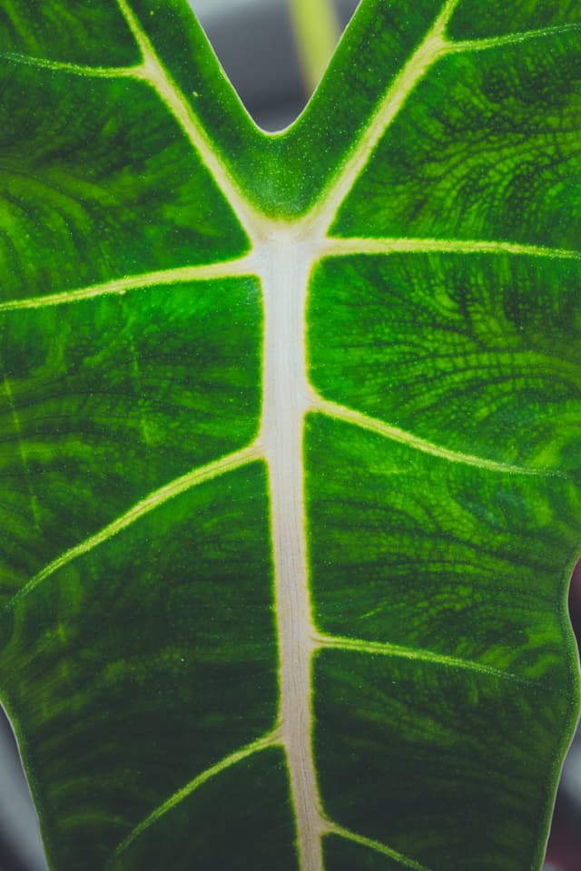 A close-up of a vibrant green leaf with prominent white veins creating a symmetrical pattern