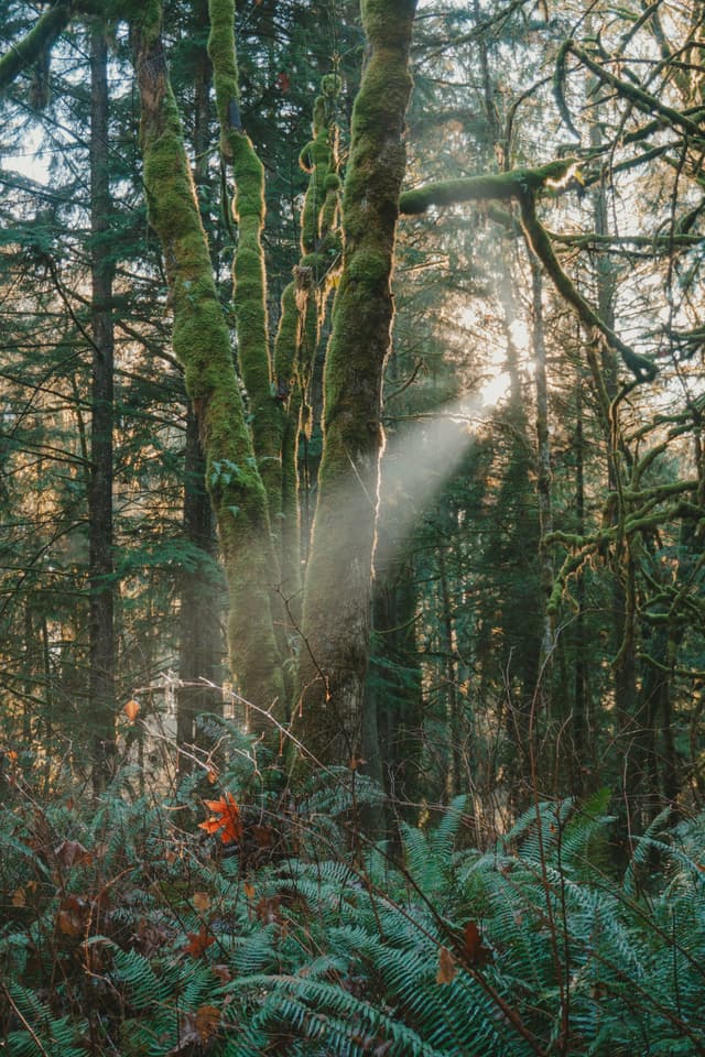 Sunlight streams through mossy forest trees, illuminating ferns and creating a mystical atmosphere