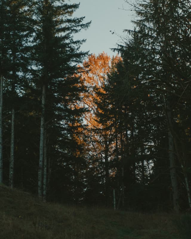 Tall trees with sunlight filtering through tops on a grassy path