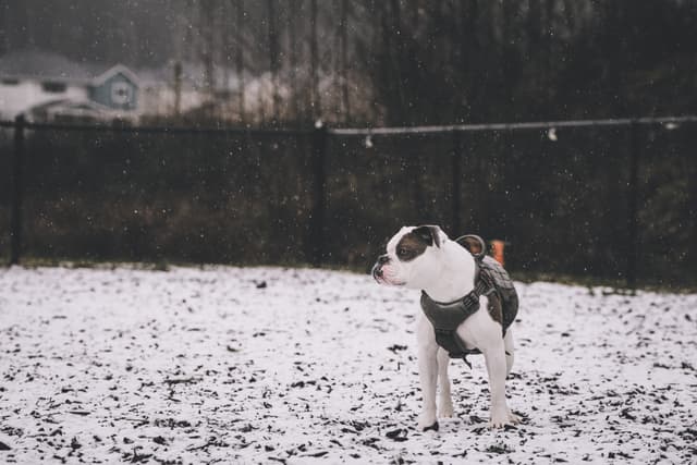 A dog standing on a snowy ground, wearing a harness, with a dark fence and trees in the background