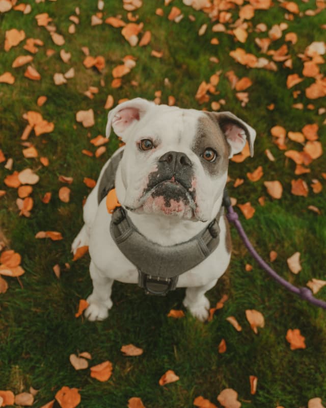 A bulldog wearing a harness sits on grass covered with orange leaves, looking up