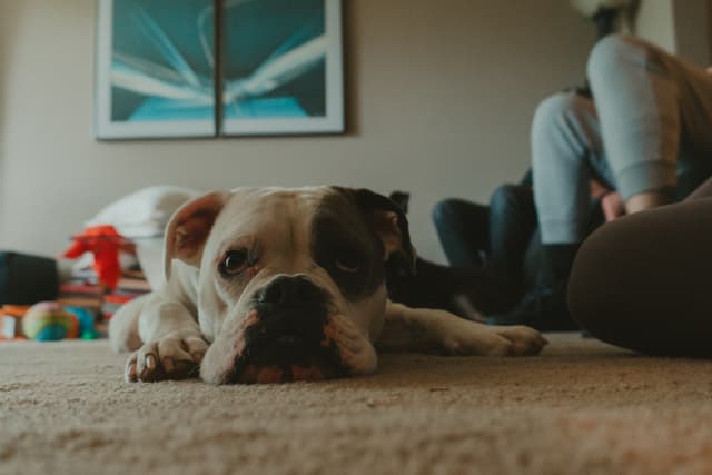 A bulldog lying on a carpeted floor with people sitting in the background