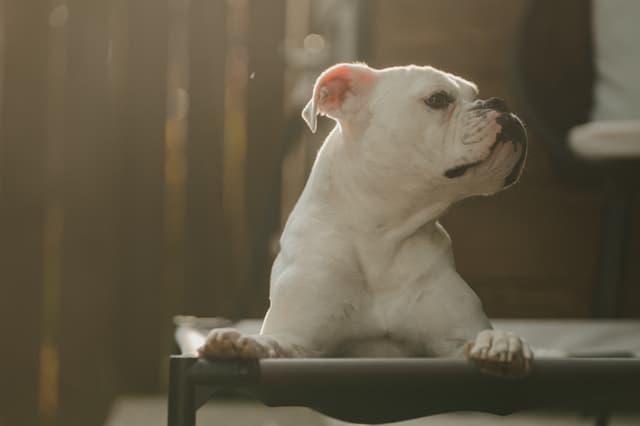 A white bulldog sitting on a surface, looking to the side, with soft lighting in the background