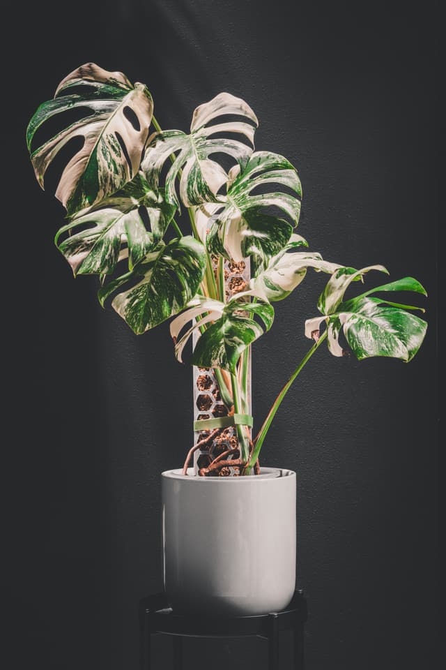 A variegated Monstera plant in a white pot against a dark background