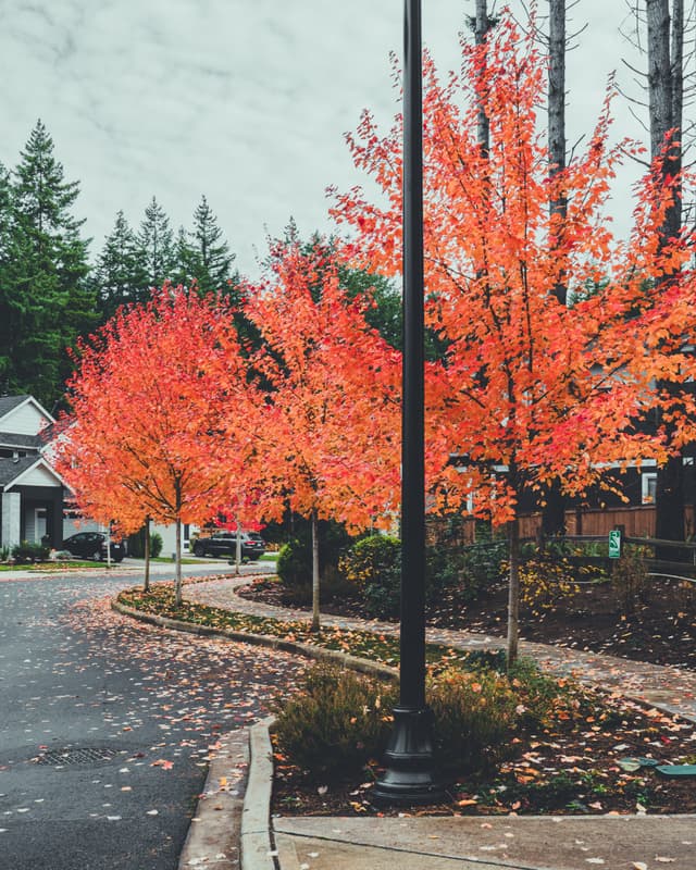 Red autumn trees line a quiet suburban street with houses in view