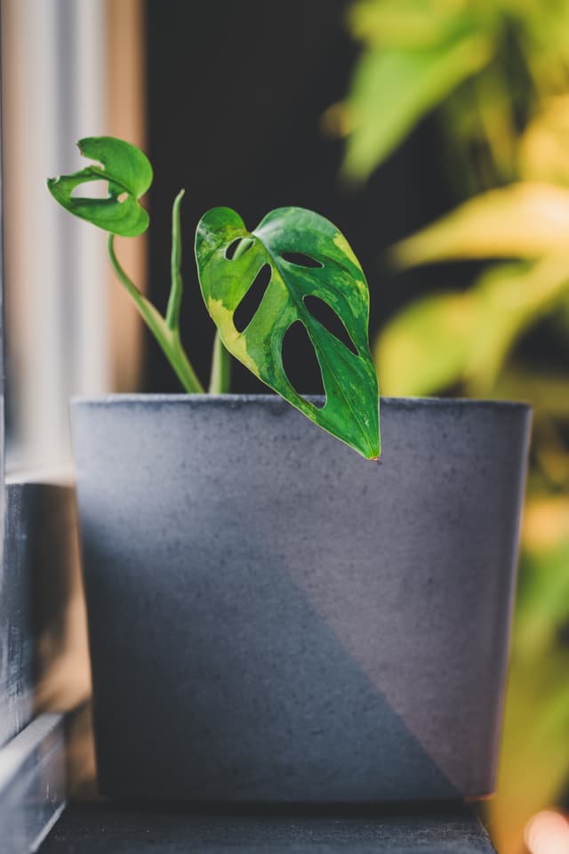 A small Monstera Adansonii Auera plant with perforated leaves in a gray pot, placed on a windowsill with soft natural light