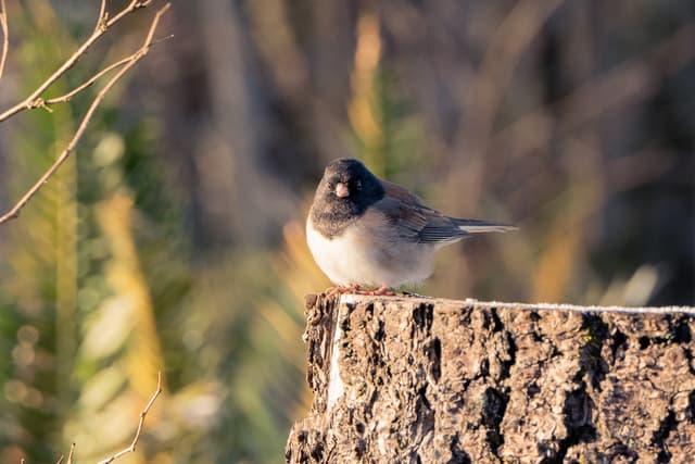 A small bird perched on a tree stump with a blurred natural background