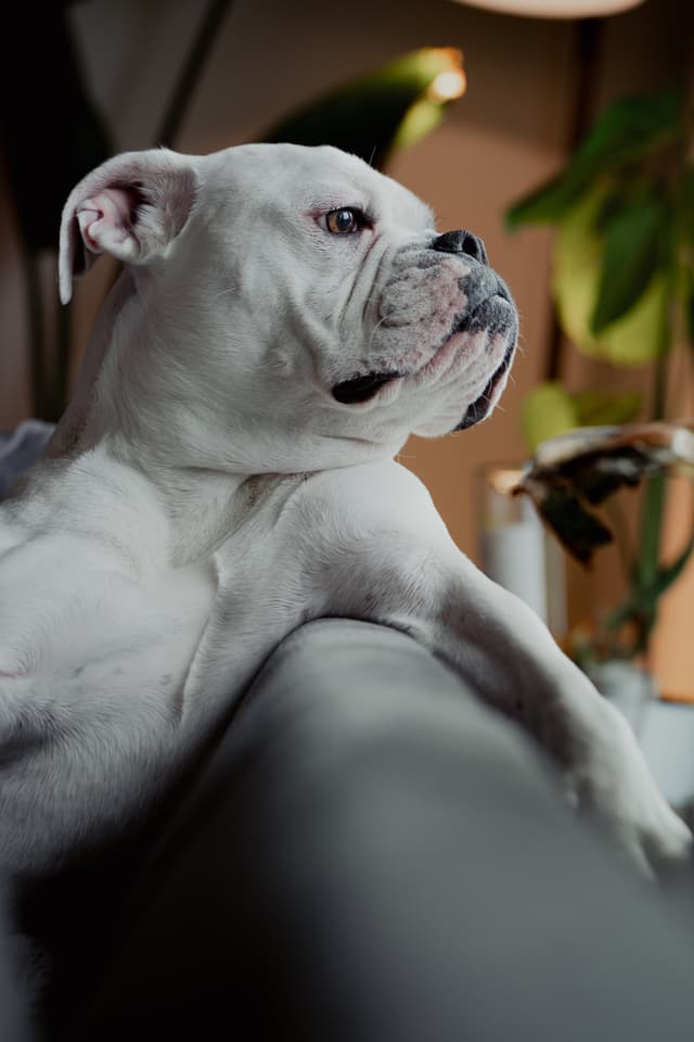 A white bulldog rests on a couch, gazing thoughtfully to the side, with soft lighting and a plant in the background