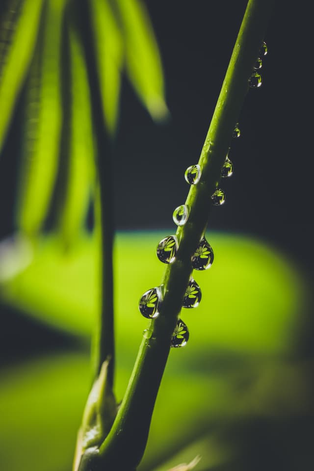 A close-up of a plant stem with droplets of water clinging to it, set against a blurred green background