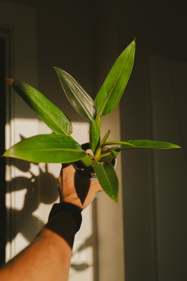 A hand holding a potted plant with long green leaves, casting a shadow on a wall in warm lighting