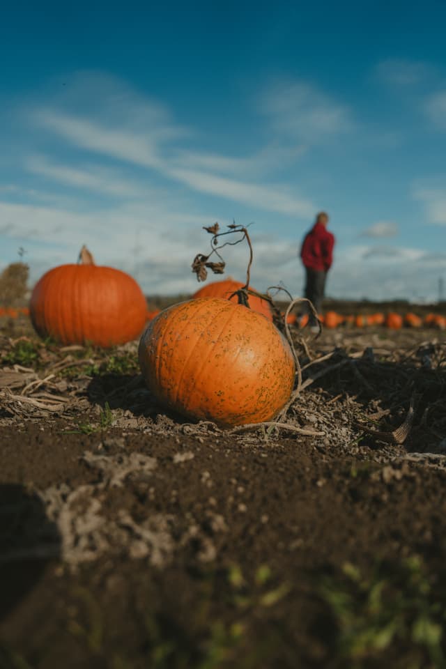Pumpkin in foreground with a person standing in the background under a blue sky