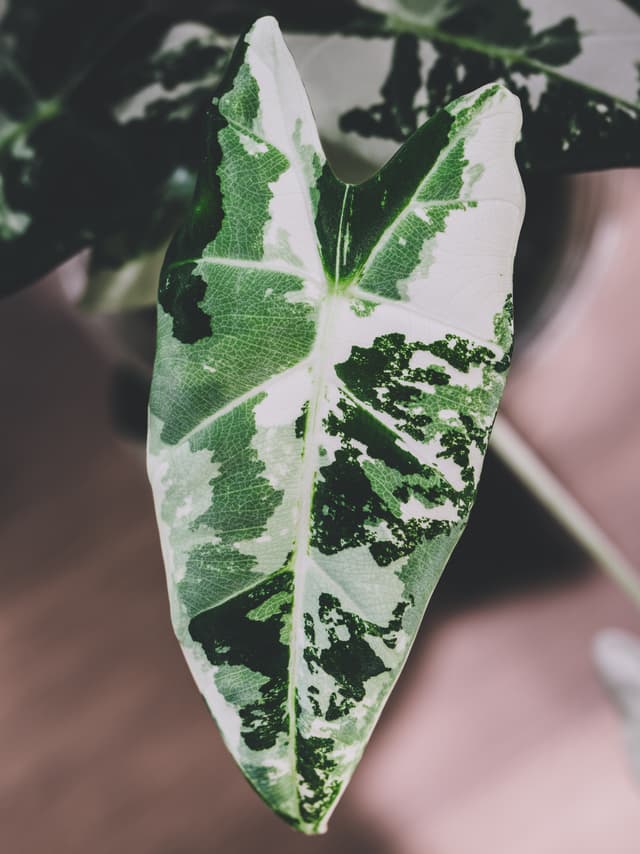 A close-up of a variegated alocasia frydek leaf with a mix of green and white patterns