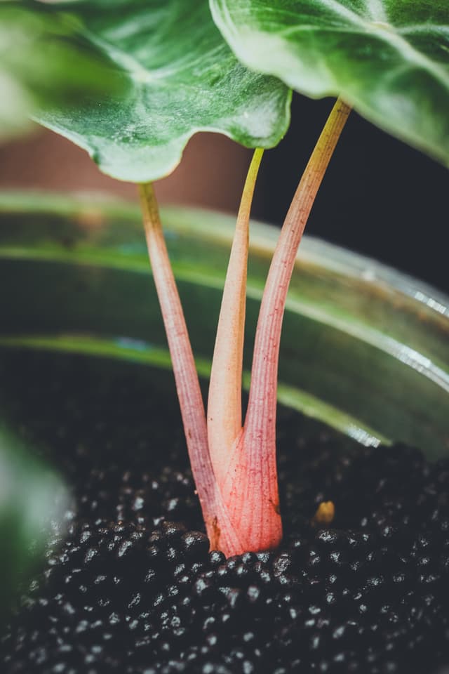 A close-up of an alocasia pink dragon with pink stems and large green leaves, growing in dark soil within a pot