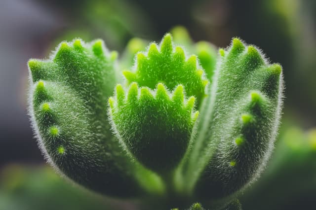 A close-up of a green Cotyledon Tomentosa Bear's Paw succulent plant with fuzzy, scalloped-edged leaves