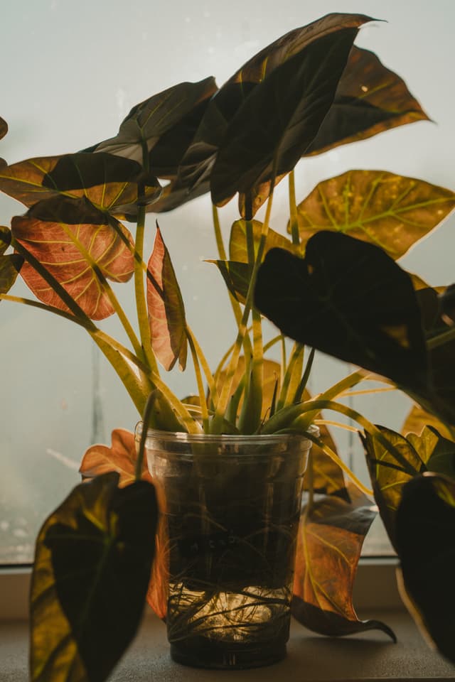 A potted plant with large, dark green leaves and some reddish hues, placed on a windowsill with soft, natural light filtering through
