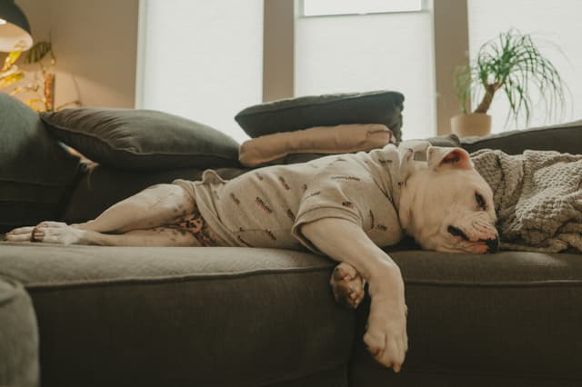 A dog wearing a sweater is lounging comfortably on a couch in a cozy living room, with large windows and indoor plants in the background