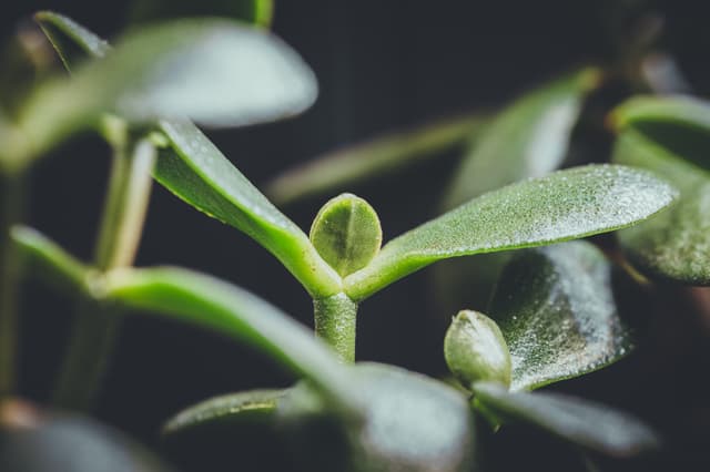A close-up of a succulent plant with thick, green leaves and a dark background