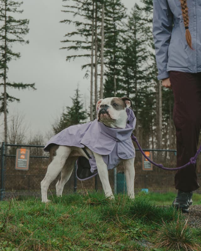 Bulldog wearing a purple raincoat on a leash with person, standing on grassy area with trees in background