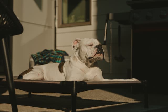 A white bulldog lounges on a pet bed outdoors in the sunlight, next to a window and a folded blanket