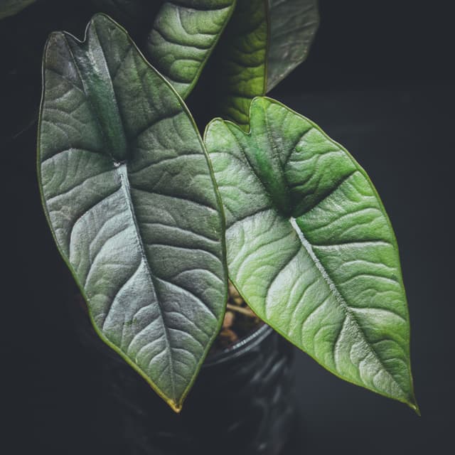 Large, textured green leaves with prominent veins against a dark background