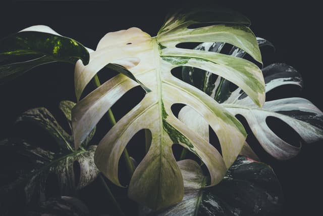 A Monstera plant with large, perforated leaves against a dark background