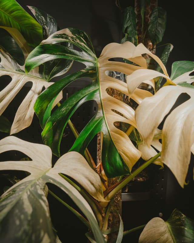 Green and white variegated monstera leaves with fenestrations in a dark setting